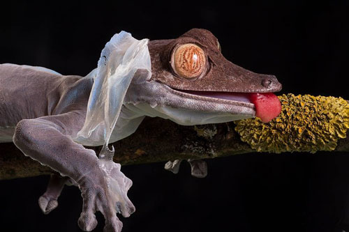 "Rợn tóc gáy" chứng kiến tắc kè lột xác