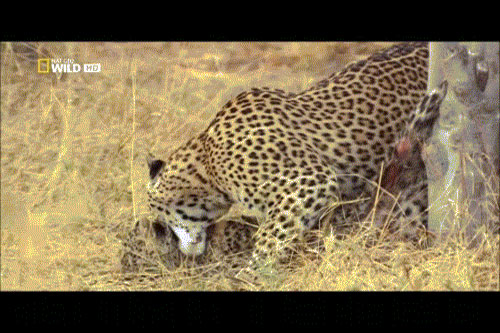 Báo đốm mẹ bất lực nhìn con đi vào cõi chết