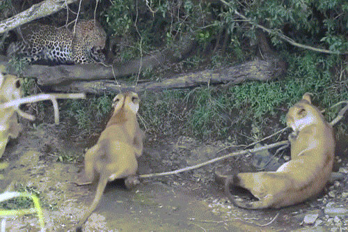 Kinh hãi báo đốm một mình chống lại ba sư tử cái