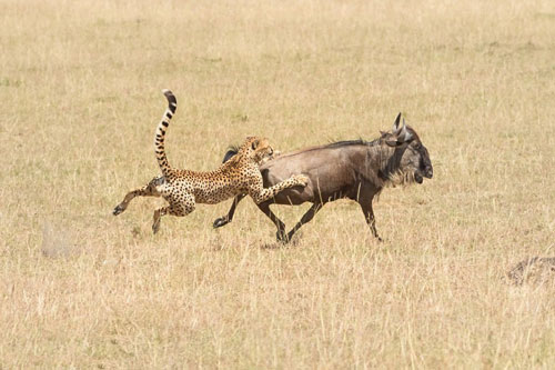 Linh dương đầu bò thất thủ dưới nanh vuốt báo đốm