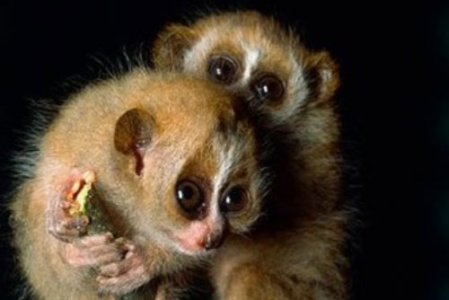 Khám phá gây kinh ngạc về loài cu li ít ai biết