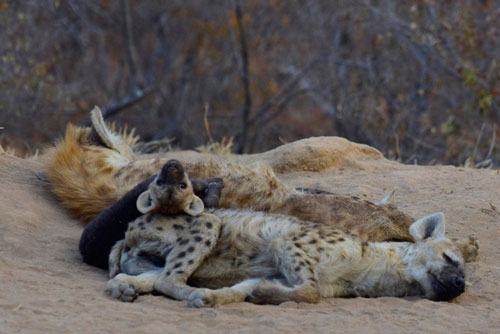 Ngộ nghĩnh những trò hề đáng yêu của đàn linh cẩu con