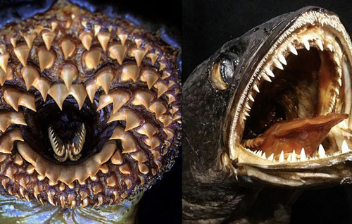 Loạt ảnh những con "thủy quái" sống dưới nước với hàm răng chi chít, nhọn hoắt mà ai nhìn vào cũng thấy gai hết cả người