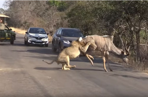 CLIP: Sư tử "vật lộn" với linh dương Kudu giữa đường