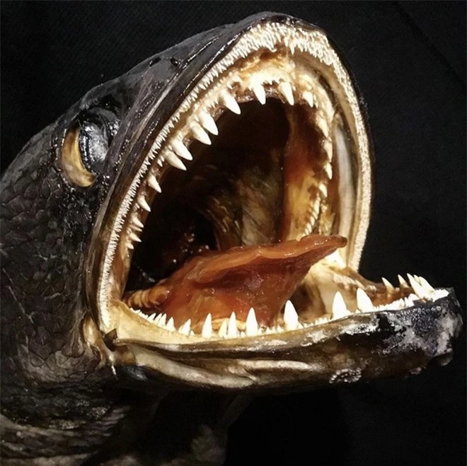 Loạt ảnh những con thủy quái sống quanh quẩn dưới nước với hàm răng chi chít và nhọn hoắt mà khi nhìn vào đã thấy gai hết cả người  - Ảnh 2.