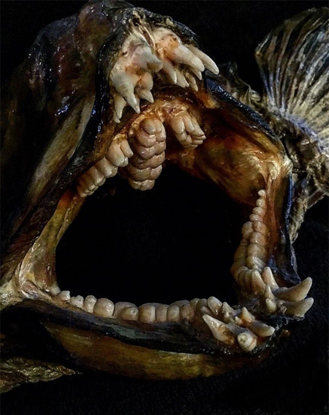 Loạt ảnh những con thủy quái sống quanh quẩn dưới nước với hàm răng chi chít và nhọn hoắt mà khi nhìn vào đã thấy gai hết cả người  - Ảnh 3.