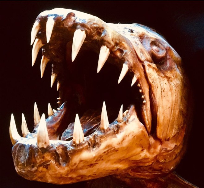 Loạt ảnh những con thủy quái sống quanh quẩn dưới nước với hàm răng chi chít và nhọn hoắt mà khi nhìn vào đã thấy gai hết cả người  - Ảnh 4.