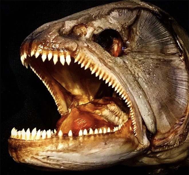 Loạt ảnh những con thủy quái sống quanh quẩn dưới nước với hàm răng chi chít và nhọn hoắt mà khi nhìn vào đã thấy gai hết cả người  - Ảnh 5.