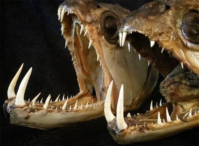 Loạt ảnh những con thủy quái sống quanh quẩn dưới nước với hàm răng chi chít và nhọn hoắt mà khi nhìn vào đã thấy gai hết cả người  - Ảnh 7.