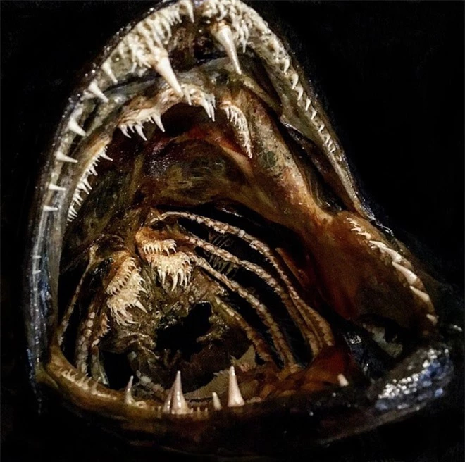 Loạt ảnh những con thủy quái sống quanh quẩn dưới nước với hàm răng chi chít và nhọn hoắt mà khi nhìn vào đã thấy gai hết cả người  - Ảnh 9.