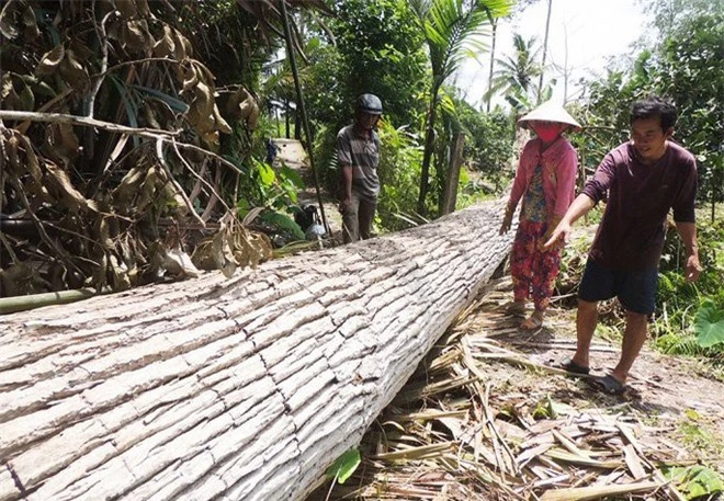 Những chuyện tâm linh kỳ bí về cụ bàng trên 150 tuổi vừa ngã đổ - Ảnh 1.