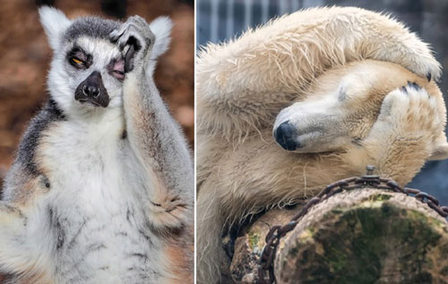 Loạt ảnh 'mệt phờ râu' ngày đầu năm sau một đêm quẩy quá đà của các loài động vật khiến ai nấy đều cười bò