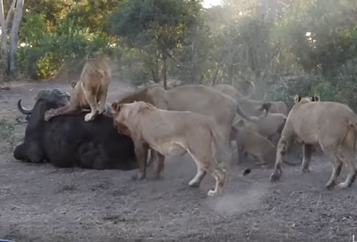 CLIP: Chạm mặt đàn sư tử, trâu rừng nhận cái kết đắng