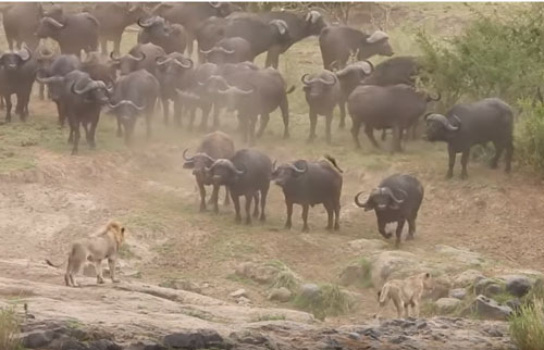 CLIP: Đàn sư tử tấn công trâu rừng và cái kết