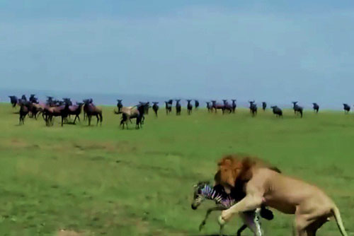 Kinh hoàng sư tử săn giết ngựa vằn sơ sinh