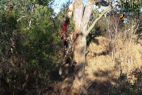 Báo đốm "tức điên" nhìn chó hoang ăn cướp thịt của mình