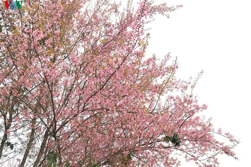 Đẹp ngất ngây hoa anh đào trên cao nguyên Măng Đen, Kon Tum