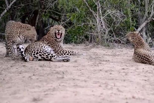 Báo cái liếc xéo, gầm gừ đánh ghen... tranh 'bạn trai'