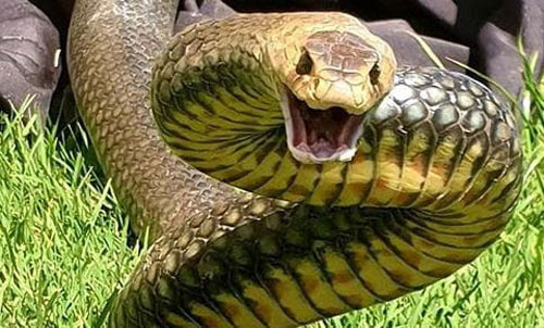 Rắn cực độc tự cải trang thành xám bạc, lẻn vào nhà dân