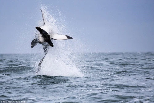 Cá mập trắng lớn lao khỏi mặt nước đớp mồi. (Nguồn: Daily Mail)