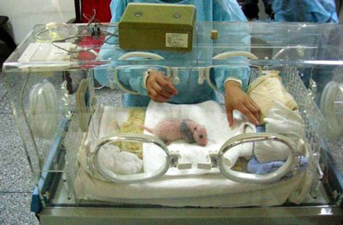 Giới khoa học đau đầu tìm lời giải "Tại sao gấu trúc khổng lồ mới sinh chỉ nặng 100 gram"?