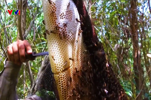 Muối ba khía và gác kèo ong là di sản văn hóa phi vật thể