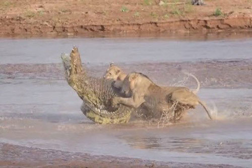Ảnh động vật: Cá sấu một mình đối đầu đàn sư tử
