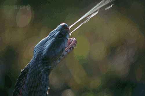 Những sự thật khủng khiếp không thể ngờ về nọc độc rắn