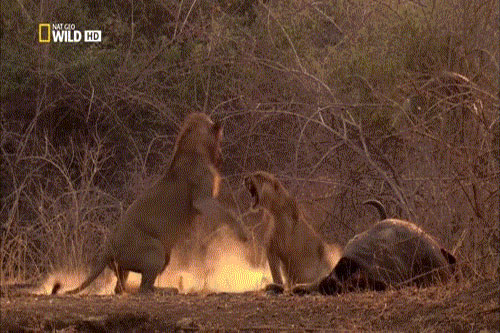 Sư tử đực và sư tử cái đại chiến giành xác trâu