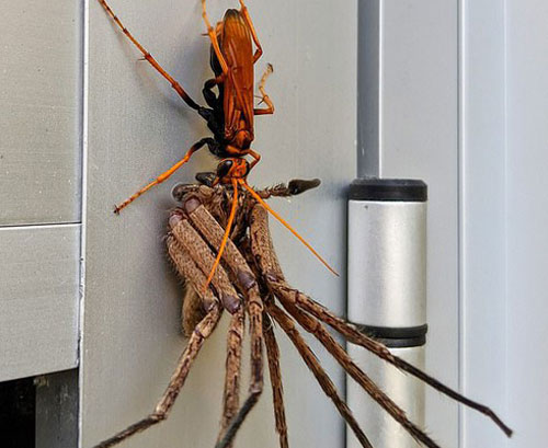 Trận chiến kinh hoàng trong giới côn trùng: ong bắp cày chạm trán nhện khổng lồ