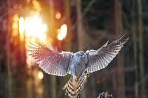 Hí hửng đi săn, diều hâu bị “phi đội gà bay” "tẩn" cho tơi bời