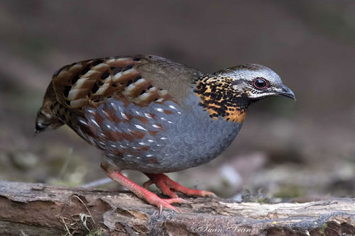 Giống gà so cổ hung chỉ có ở Việt Nam "cực phẩm" ra sao?