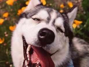 Clip: Điểm danh những cái tên 'ngáo ngơ' nhất trong thế giới động vật