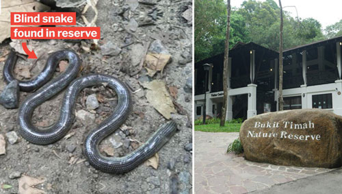 Loài rắn mù biến mất cách đây 172 năm bất ngờ tái xuất