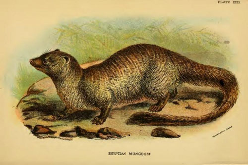 Khám phá quái thú ăn thịt rồng