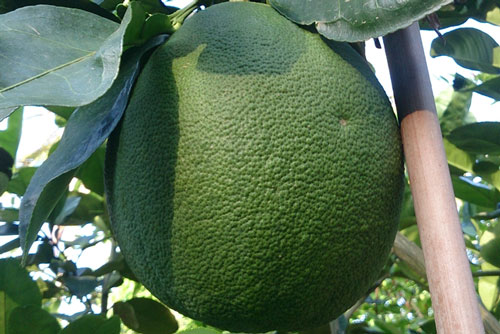 Vì sao không ăn bưởi trước khi uống thuốc?