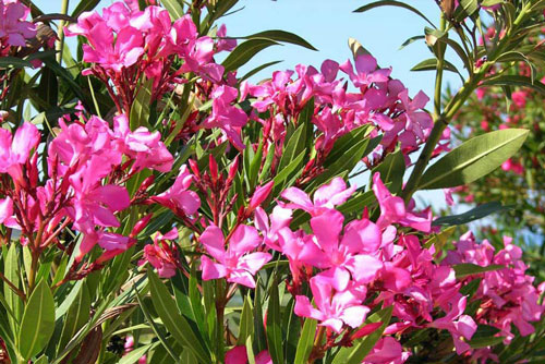 'Chết khiếp' trước loài cây toàn thân mang kịch độc ở Việt Nam