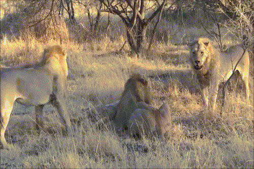 Kinh hoàng trước cảnh bốn sư tử đực vây giết sư tử cái