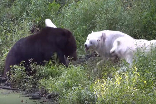 Gấu nâu ác chiến giành thức ăn với sói trắng