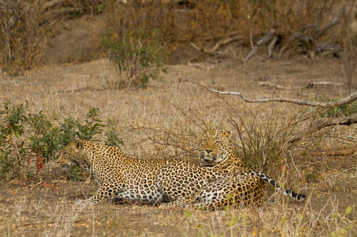Kỳ lạ: Báo hoa mai cái quyến rũ báo đực