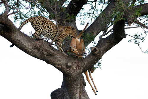 Báo đốm đực ngang nhiên cướp mồi của báo cái