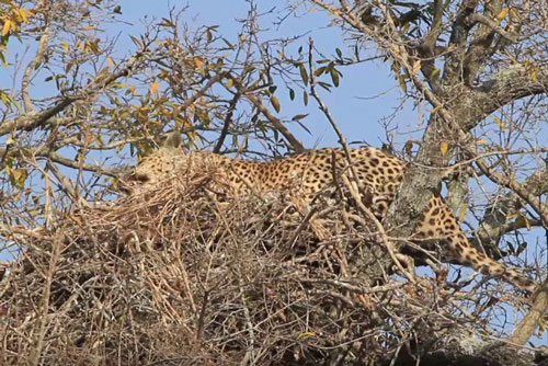 Rợn người trước cảnh báo đốm trèo cây ăn thịt đại bàng con