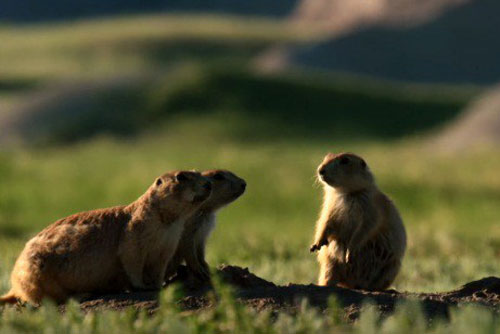 Cú “ra tay nghĩa hiệp” cứu cầy thảo nguyên khỏi lửng mật