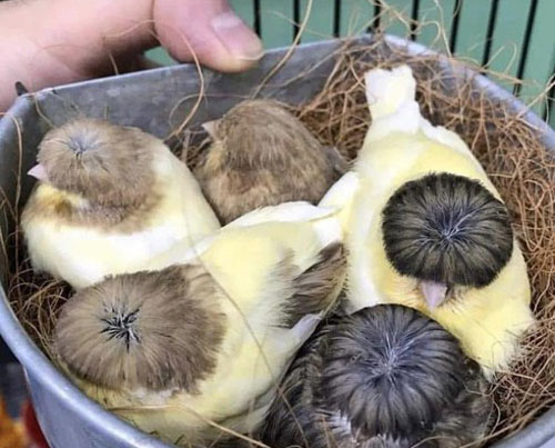 Loài chim độc lạ, có mái tóc bát úp cực ngố gây thương nhớ