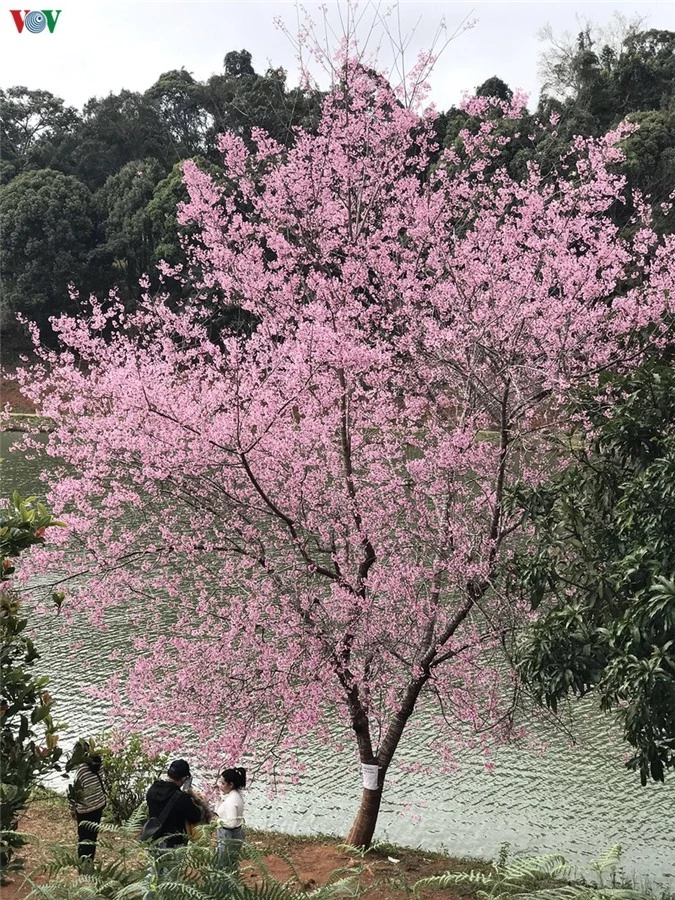 dep ngat ngay hoa anh dao tren cao nguyen mang den, kon tum hinh 3