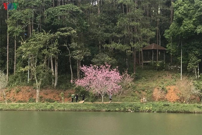 dep ngat ngay hoa anh dao tren cao nguyen mang den, kon tum hinh 5