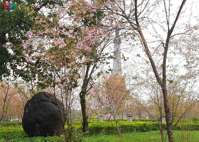 dep ngat ngay hoa anh dao tren cao nguyen mang den, kon tum hinh 7