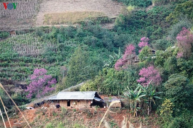 anh: hoa dao bung sang troi dong mu cang chai hinh 12