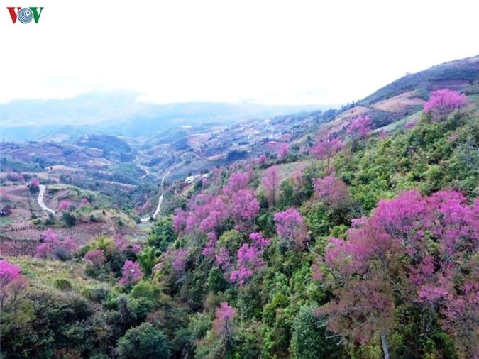 anh: hoa dao bung sang troi dong mu cang chai hinh 18