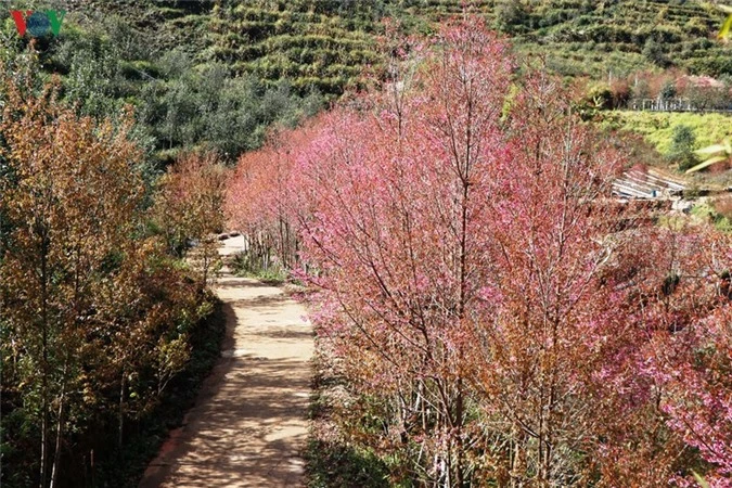 anh: hoa dao bung sang troi dong mu cang chai hinh 7